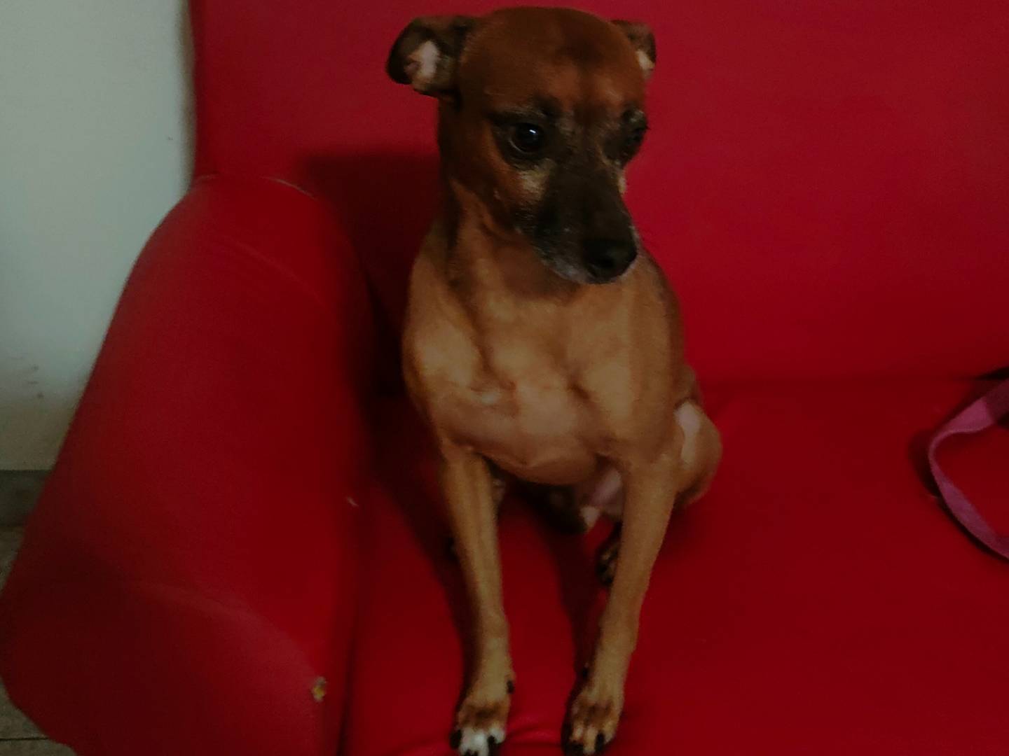 Adotta un cane, maschio, 4 anni  e 7 mesi , Napoli