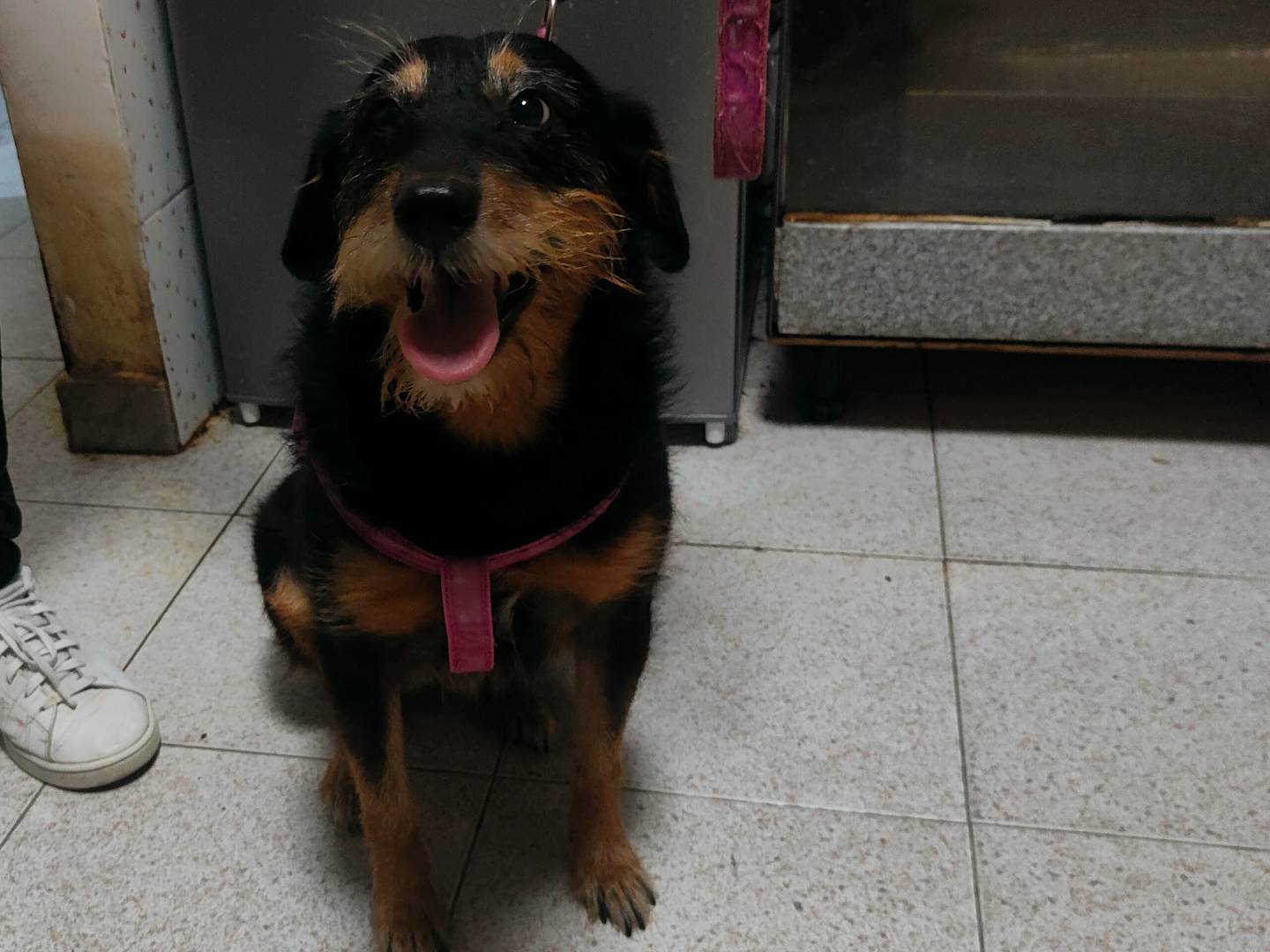 Foto dell'animale