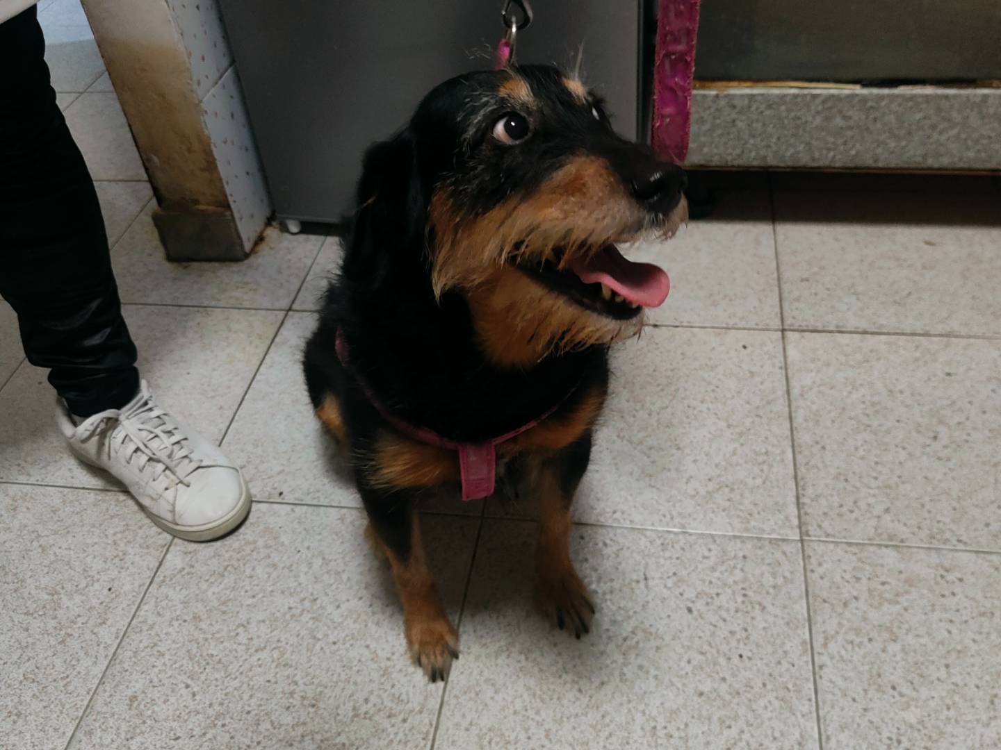 Adotta un cane, femmina, 7 anni  e 5 mesi , Napoli