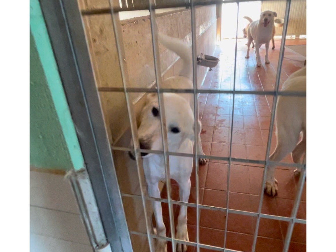 Foto dell'animale