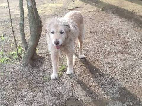 Foto 2 dell'animale