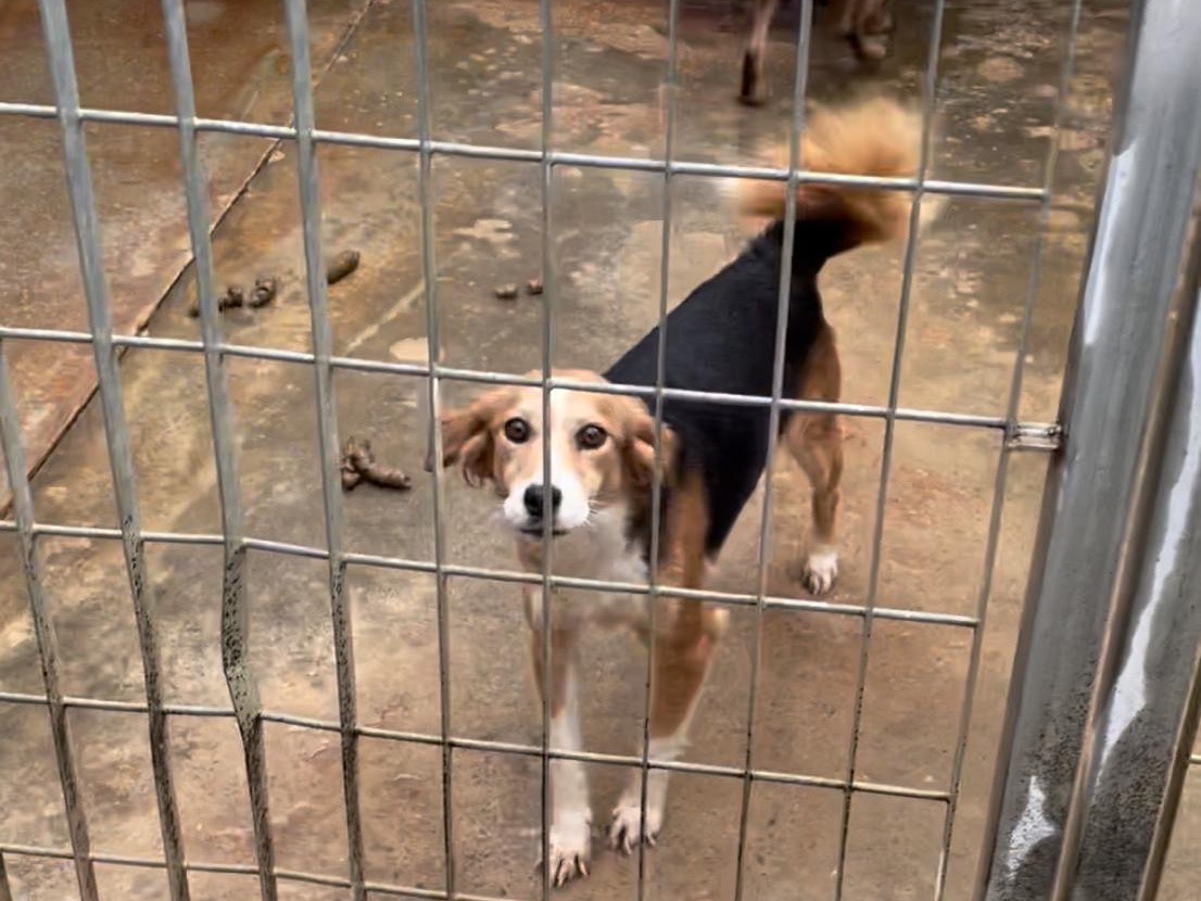 Adozione cane, femmina, Razza sconosciuta Razza sconosciuta, 12 anni e 4 mesi, taglia media contenuta, Firenze