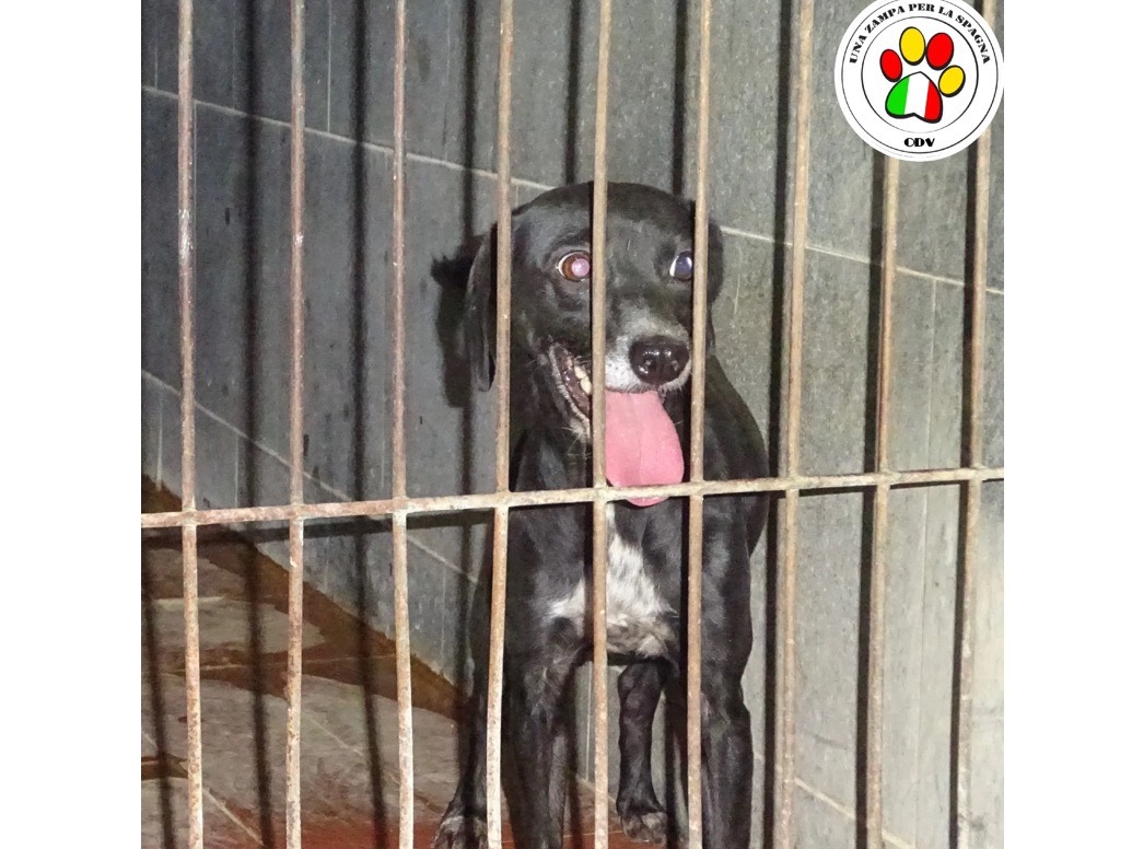 Adozione cane, maschio, Razza sconosciuta Razza sconosciuta, 4 anni e 9 mesi, taglia piccola, Milano