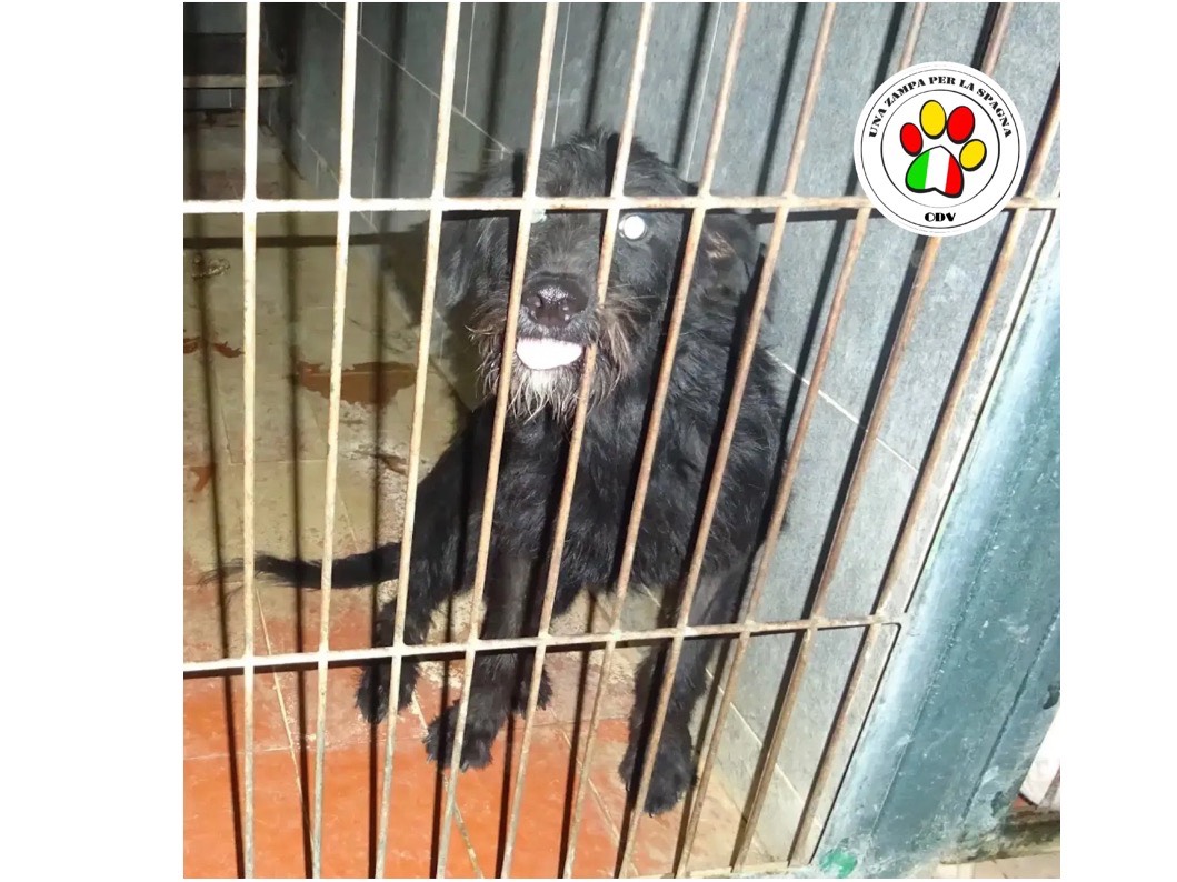 Adozione cane, femmina, Razza sconosciuta Razza sconosciuta, 3 anni e 9 mesi, taglia piccola, Milano