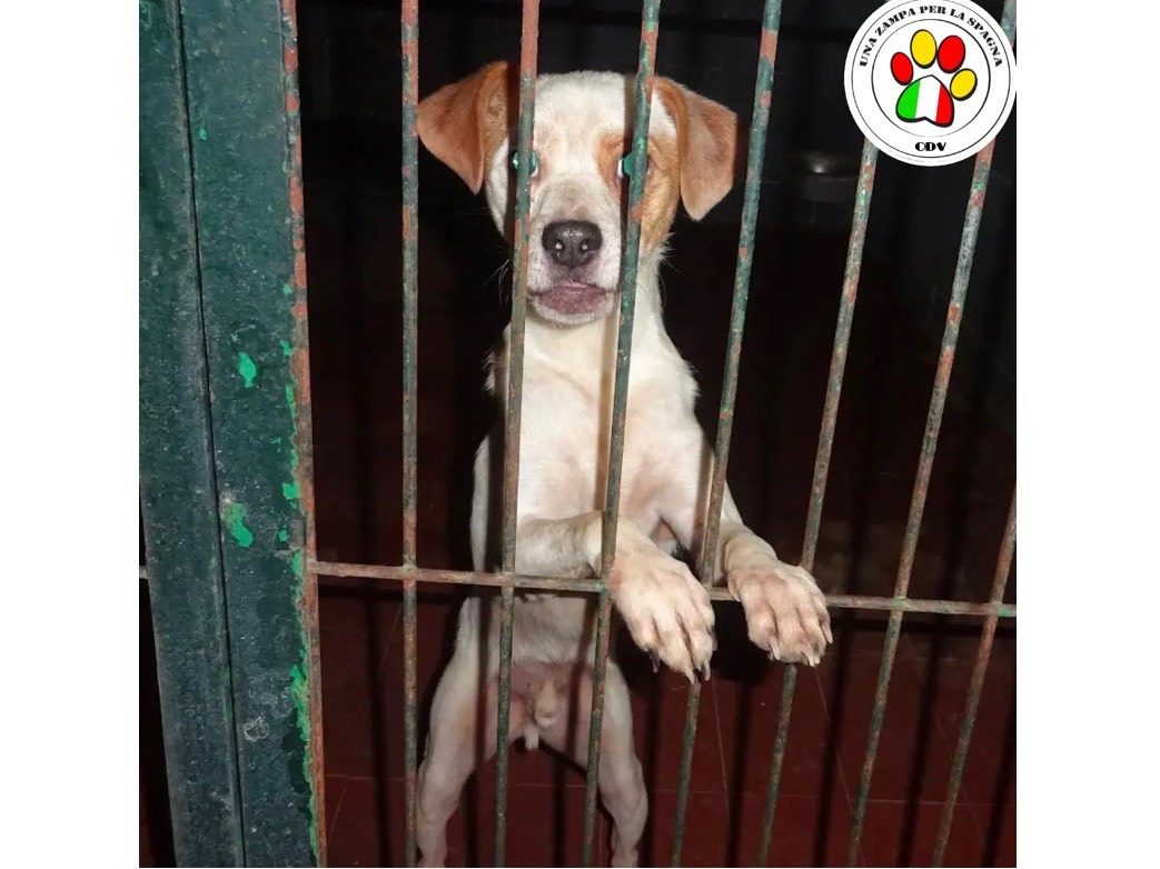 Adozione cane, maschio, Razza sconosciuta Razza sconosciuta, 1 anno e 10 mesi, taglia piccola, Milano