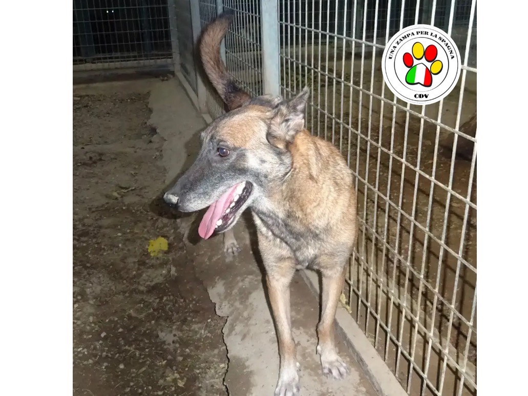 Adozione cane, femmina, Pastore Belga Malinois Razza sconosciuta, 3 anni e 9 mesi, taglia media, Milano