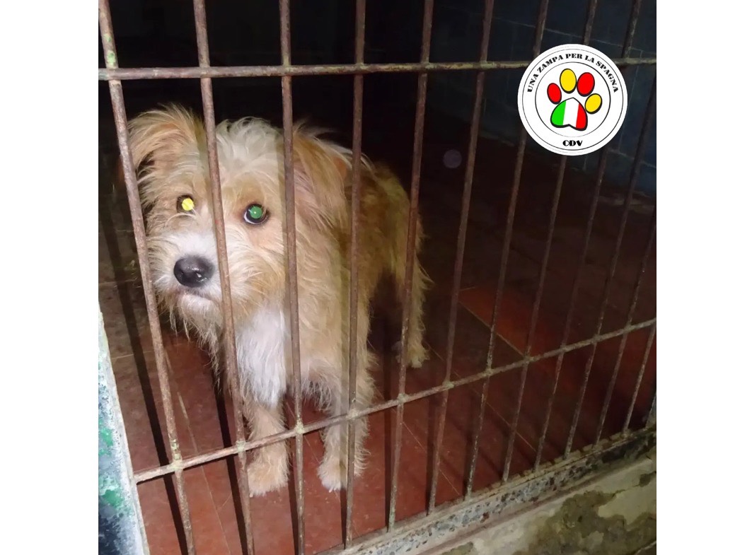 Adozione cane, maschio, Razza sconosciuta Razza sconosciuta, 1 anno e 9 mesi, taglia piccola, Milano