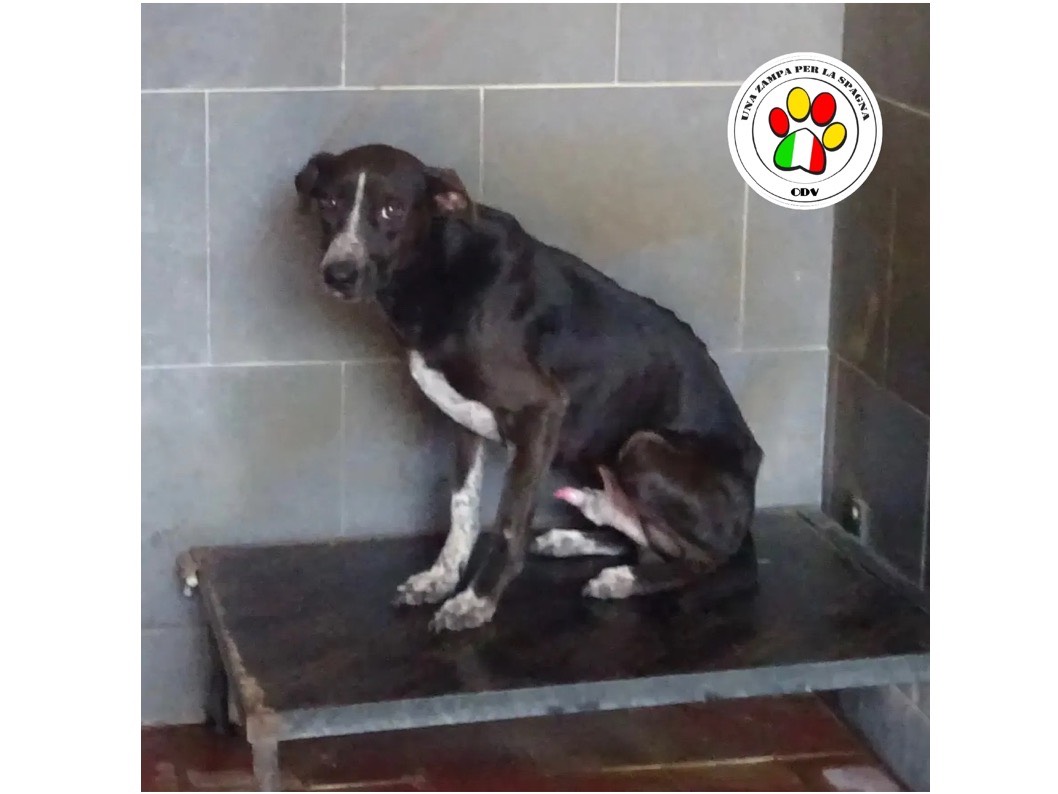 Adozione cane, maschio, Razza sconosciuta Razza sconosciuta, 4 anni e 9 mesi, taglia media contenuta, Milano