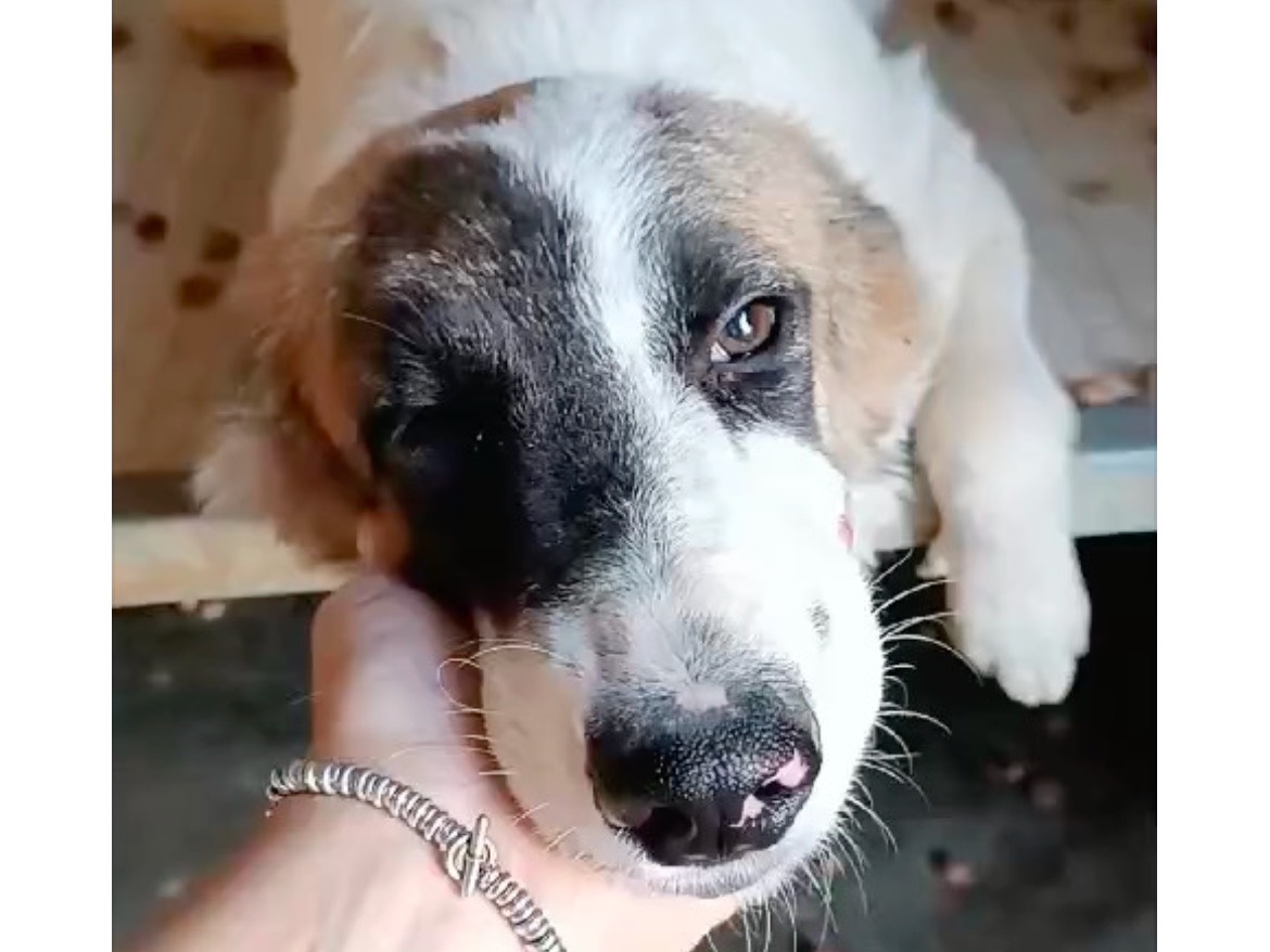 Foto dell'animale
