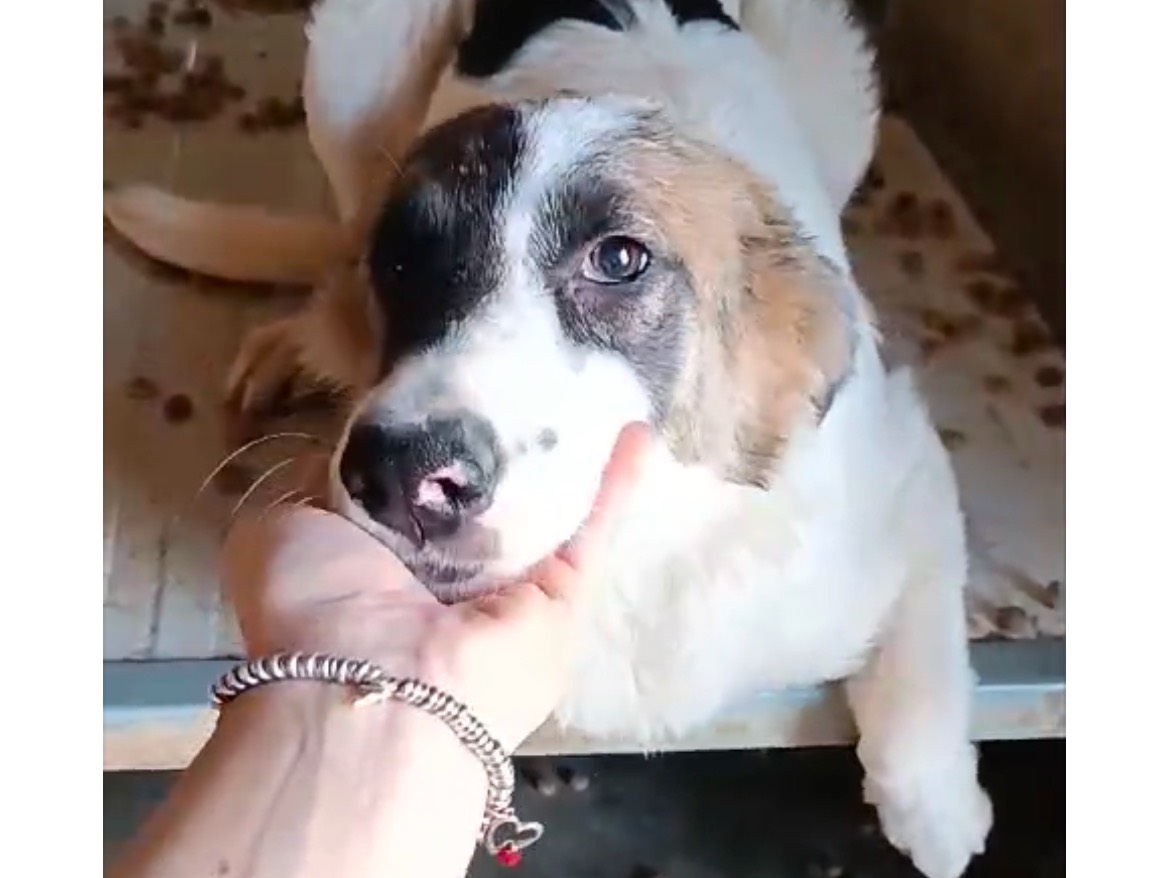 Adotta un cane, femmina, 1 anno e 4 mesi , Bologna
