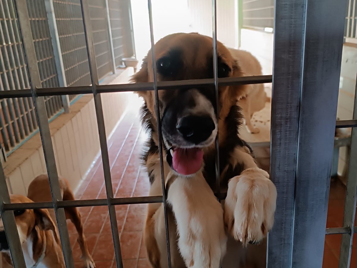 Adotta un cane, femmina, 1 anno e 1 mese, Bologna