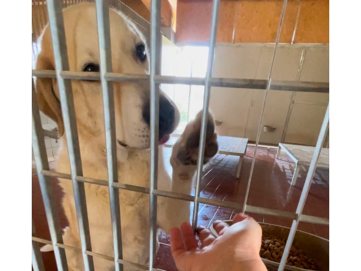 Adotta un cane, taglia grande, maschio, Firenze