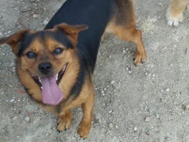 Adotta un cane, maschio, 5 anni  e 5 mesi , Siracusa