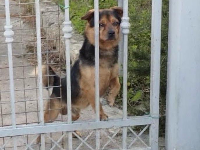 Adotta un cane, taglia piccola, maschio, Siracusa