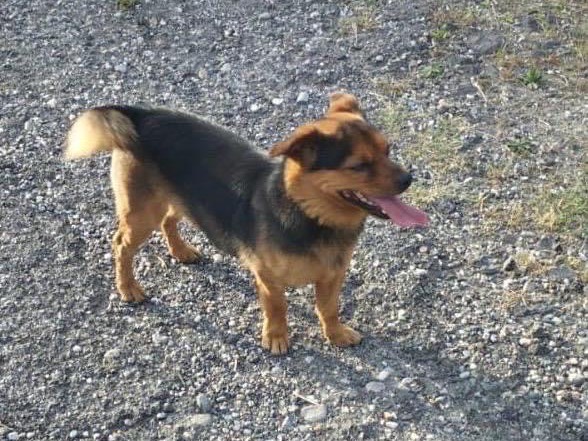 Vuoi adottare un cane a Siracusa?