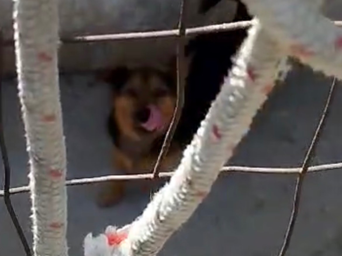 Adotta il cane Cody a Siracusa