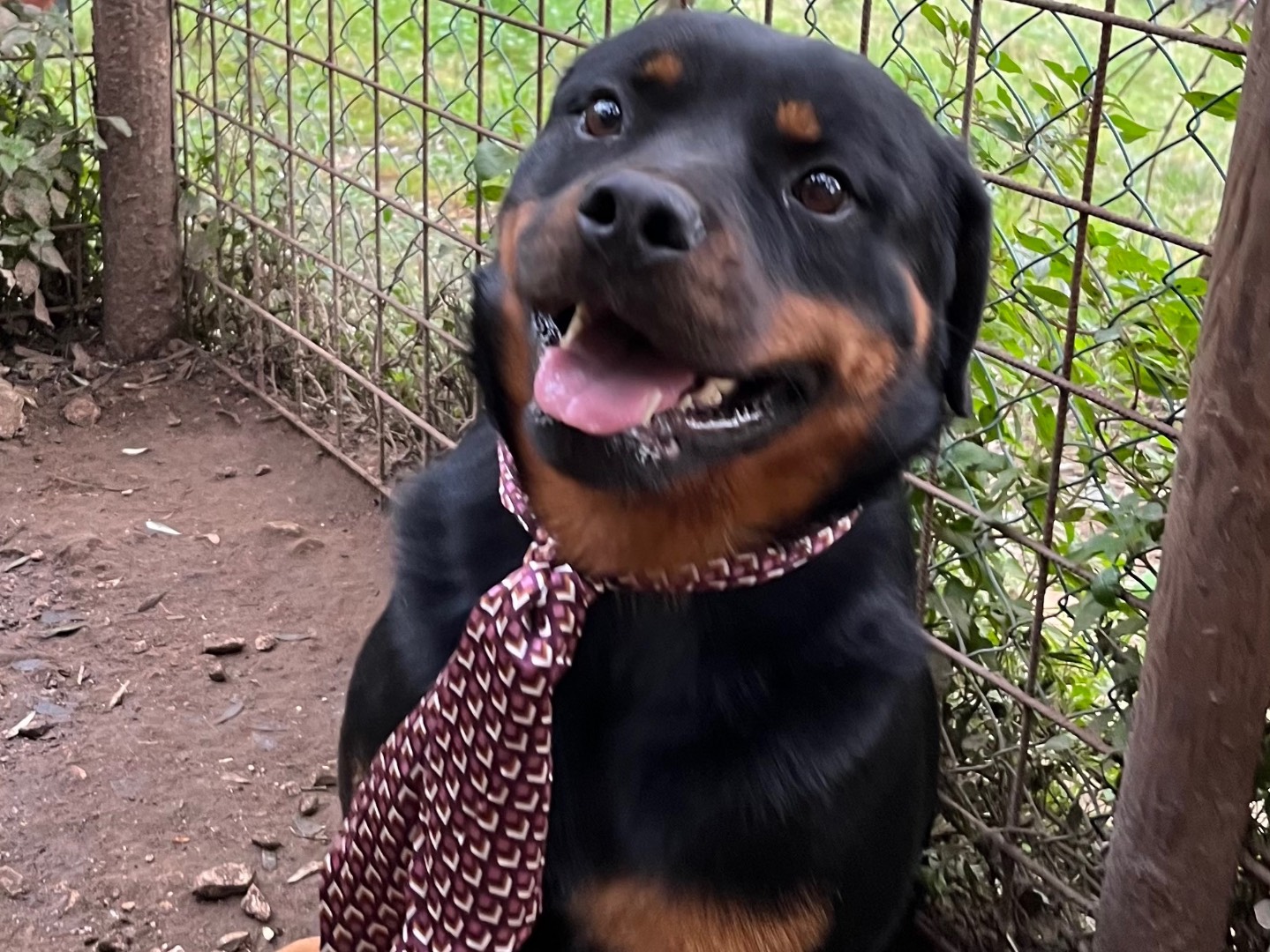 Adozione cane, femmina, Rottweiler, 5 anni , taglia grande, Caserta