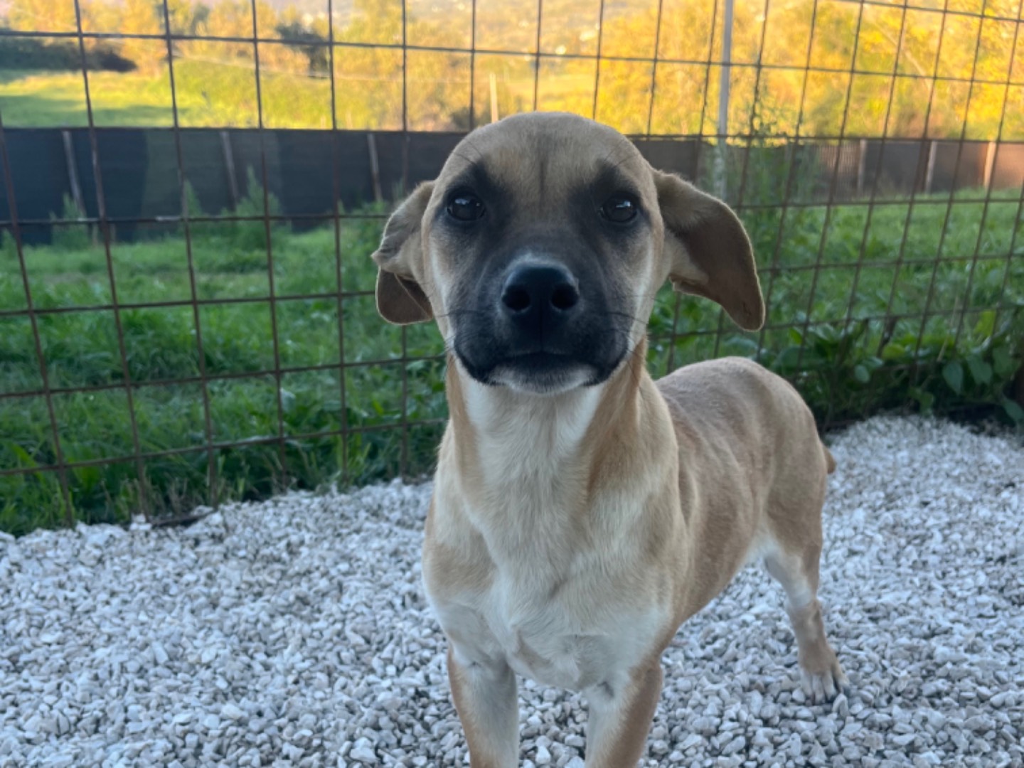 Adotta un cane, femmina, 9 mesi, Caserta