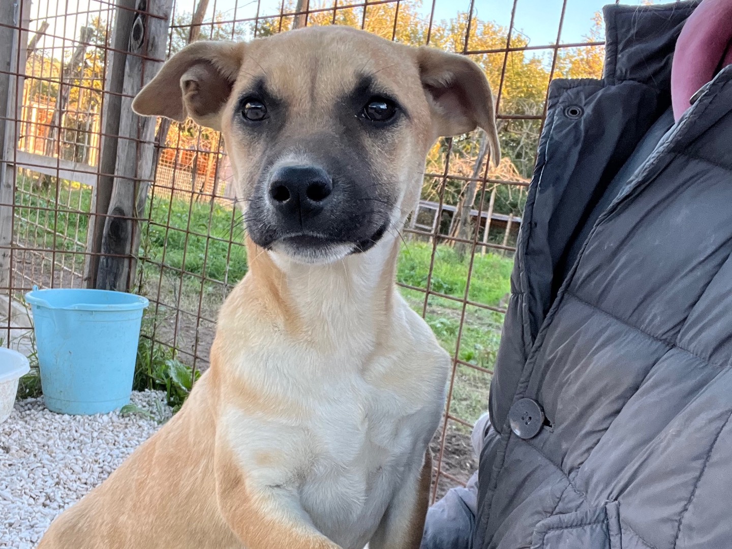 Adotta un cane, taglia media contenuta, femmina, Caserta