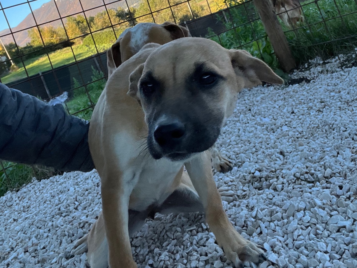 Vuoi adottare un cane a Caserta?