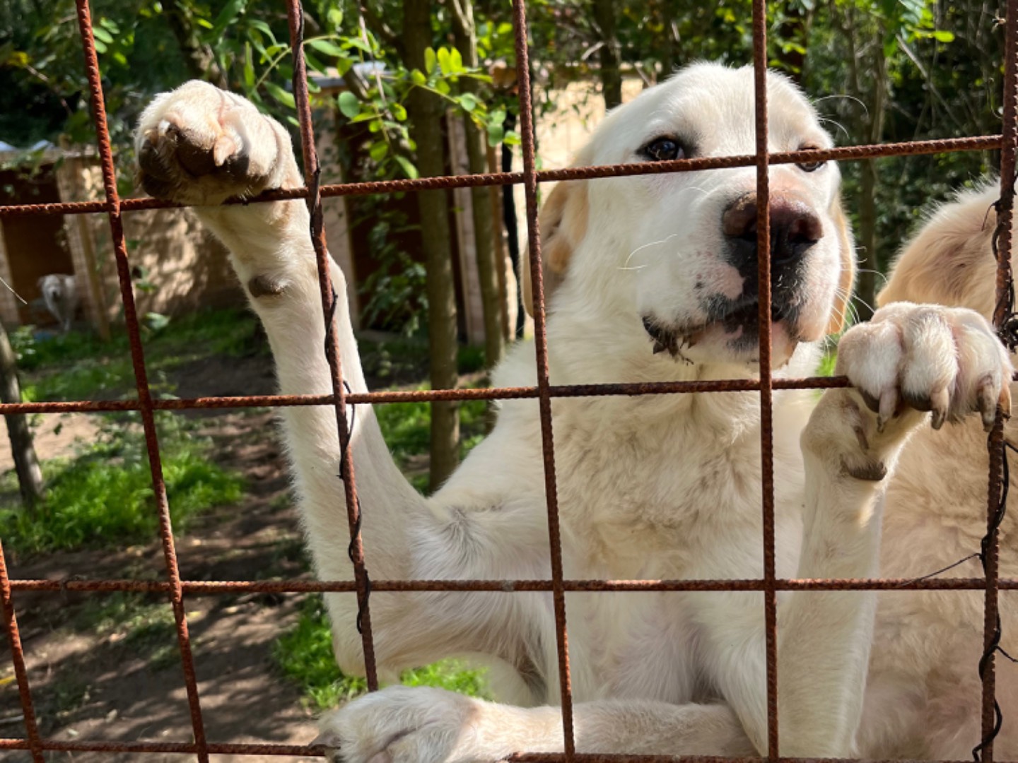 Foto dell'animale