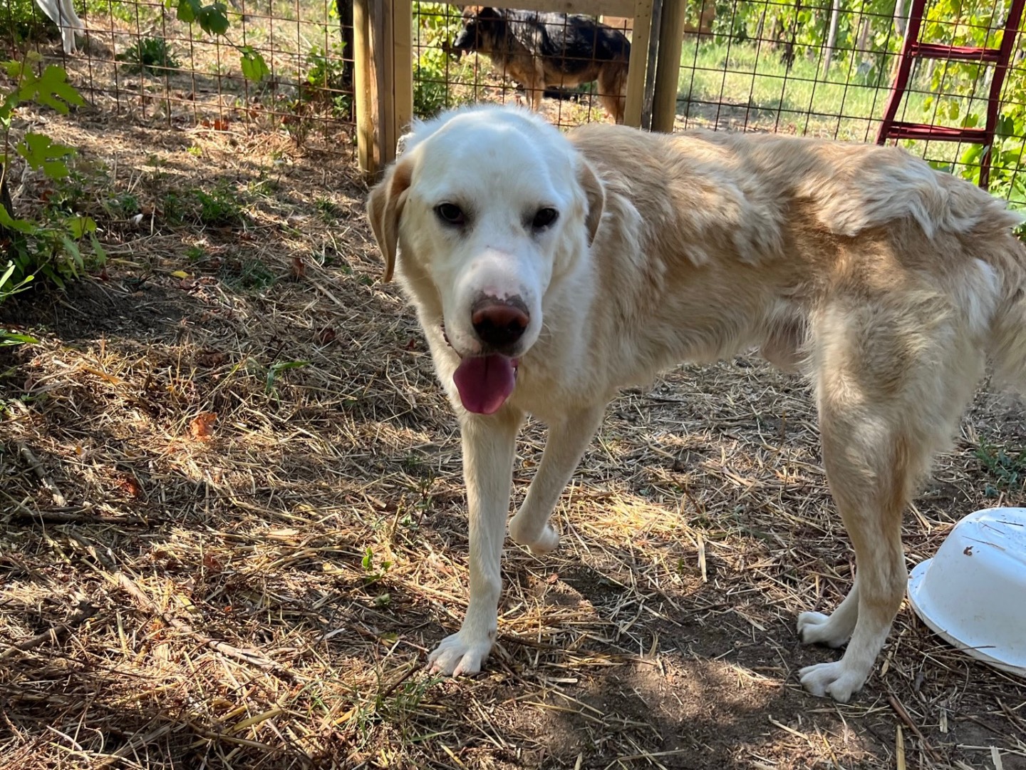 Adotta un cane, maschio, 3 anni  e 3 mesi , Caserta