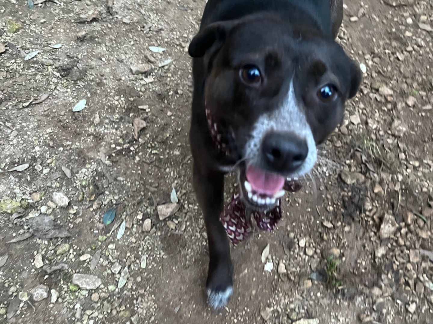 Adotta un cane, maschio, 4 anni  e 11 mesi , Caserta