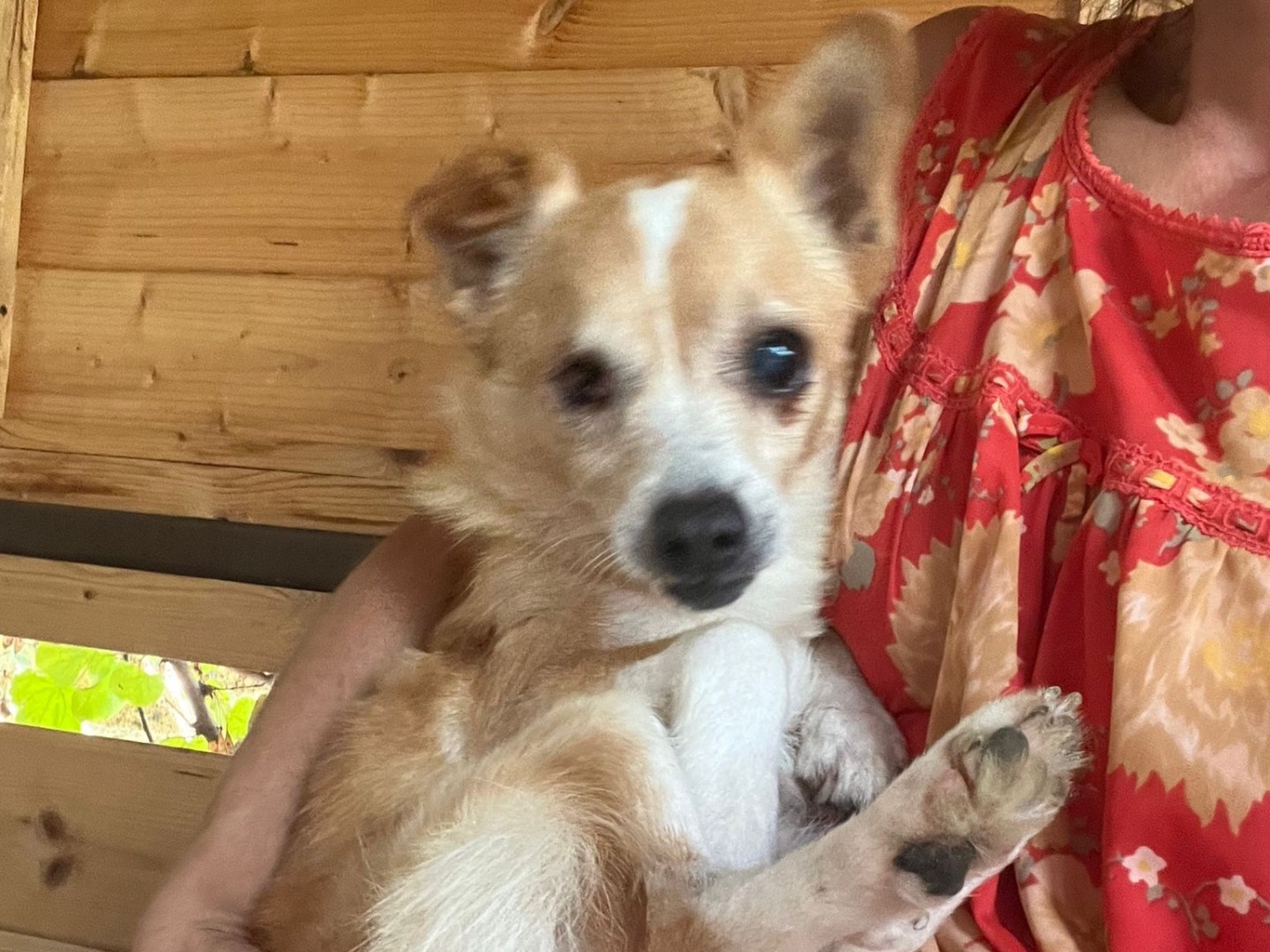 Adotta un cane, maschio, 11 anni , Caserta