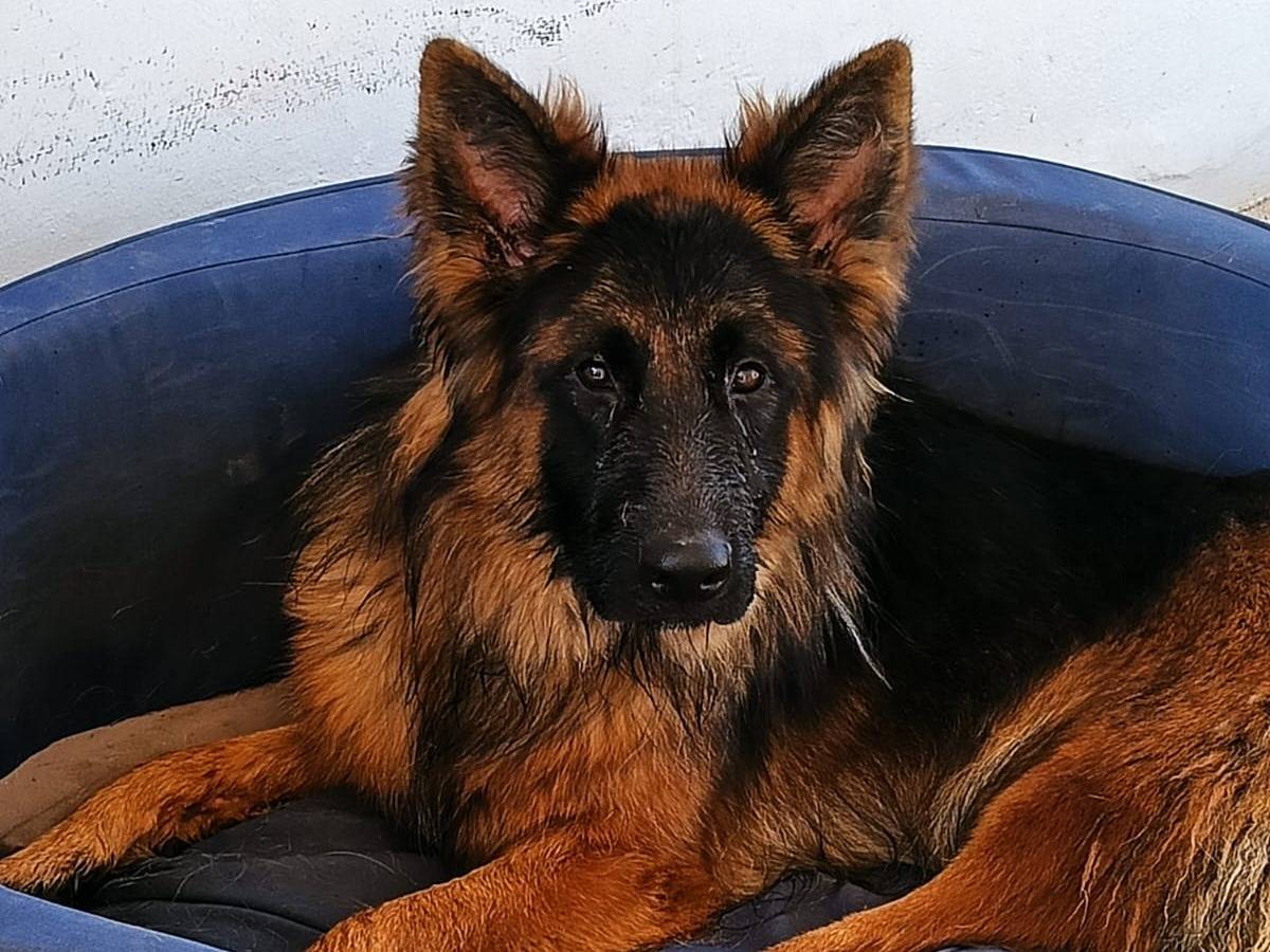 Foto dell'animale