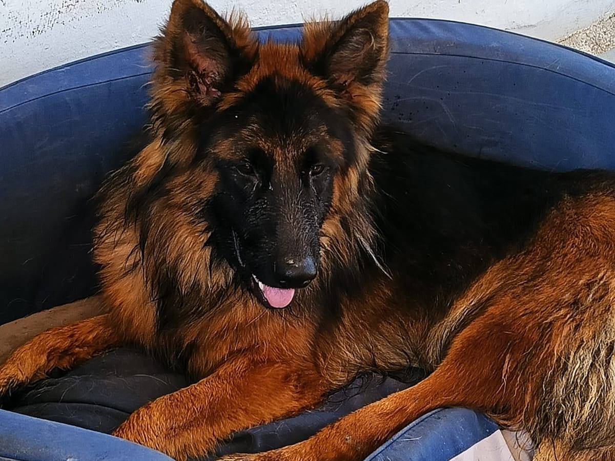 Adotta un cane, maschio, 1 anno e 11 mesi , Caserta