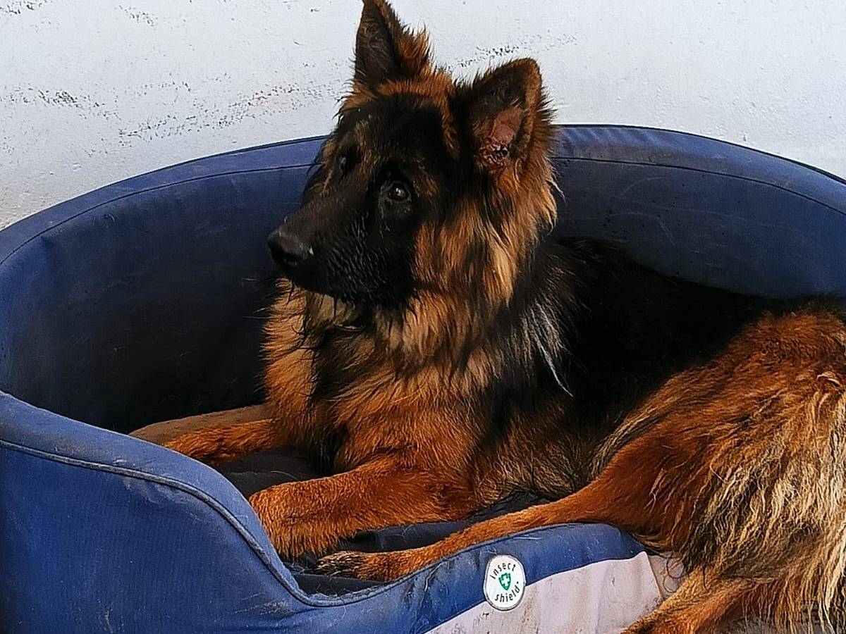 Adotta un cane, taglia media, maschio, Caserta