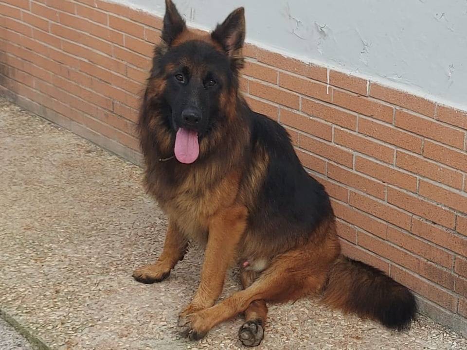 Vuoi adottare un cane a Caserta?