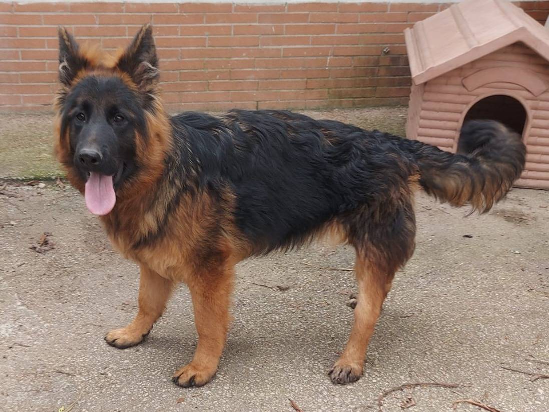 Adotta il cane CARLO a Caserta