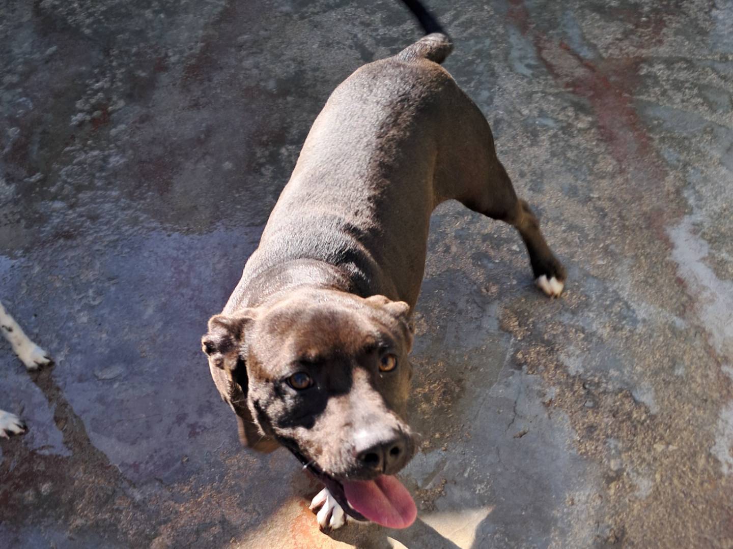 Adotta un cane, femmina, 4 anni  e 10 mesi , Caserta