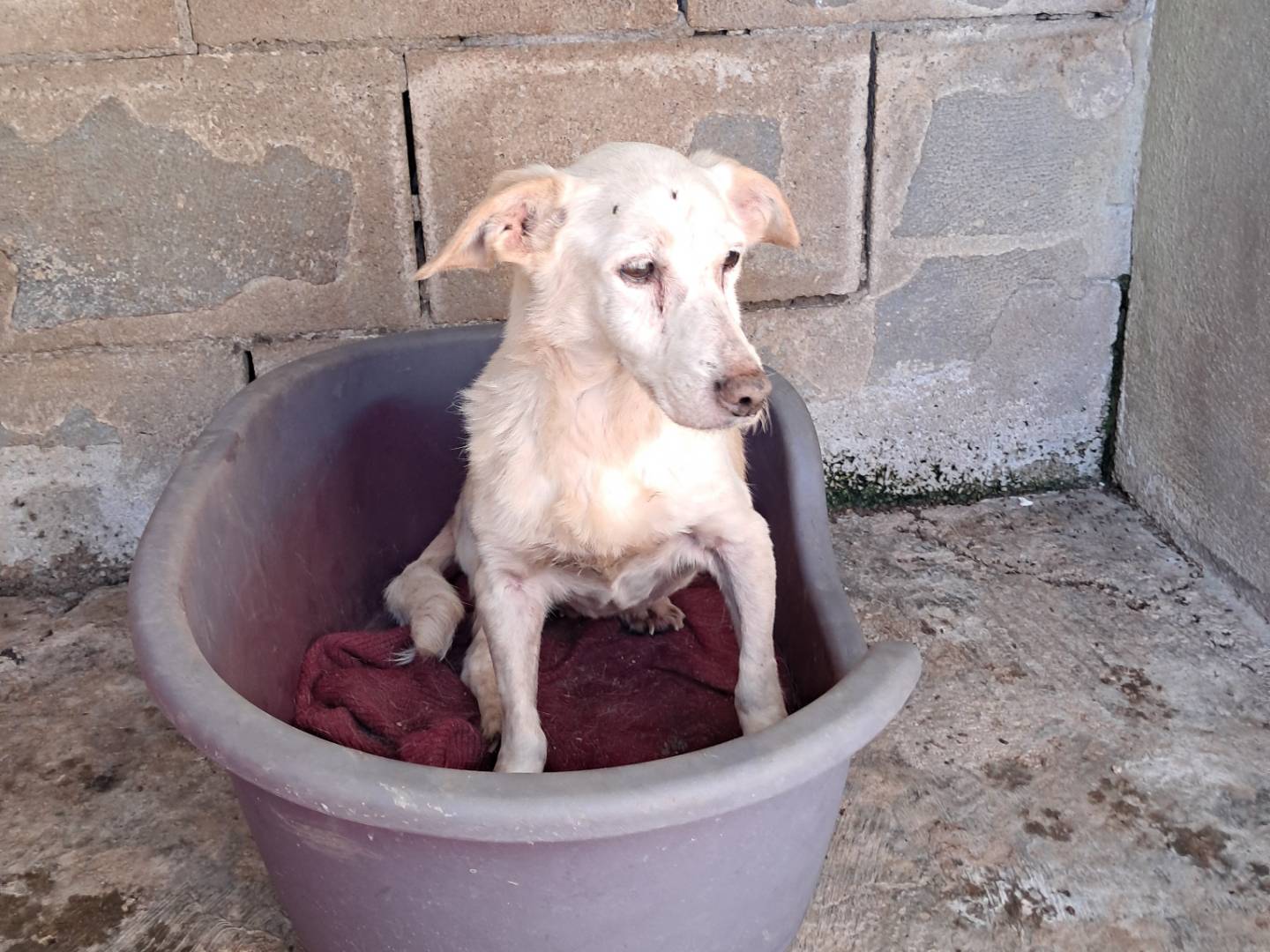 Foto dell'animale