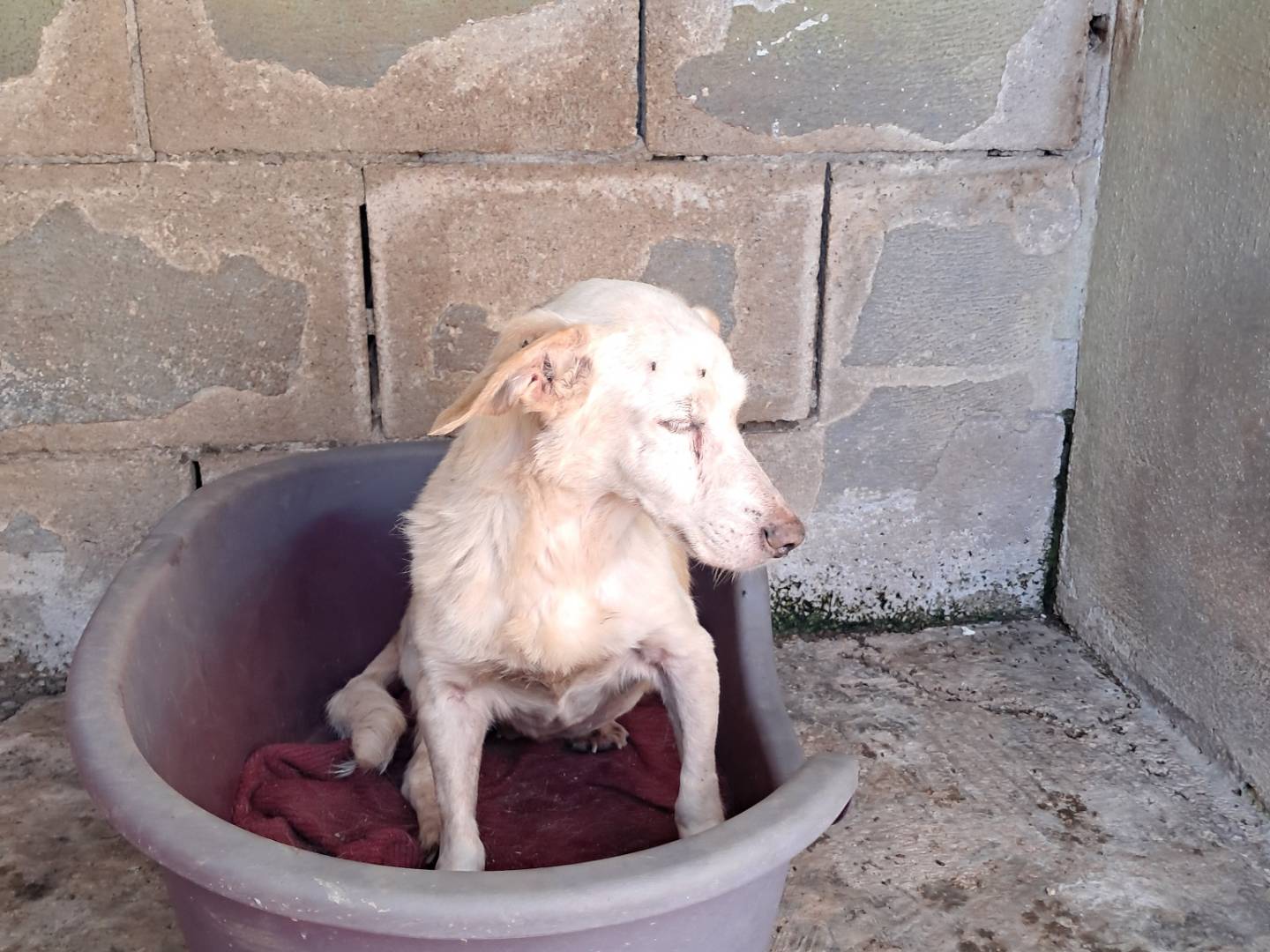 Adotta un cane, femmina, 3 anni  e 11 mesi , Caserta
