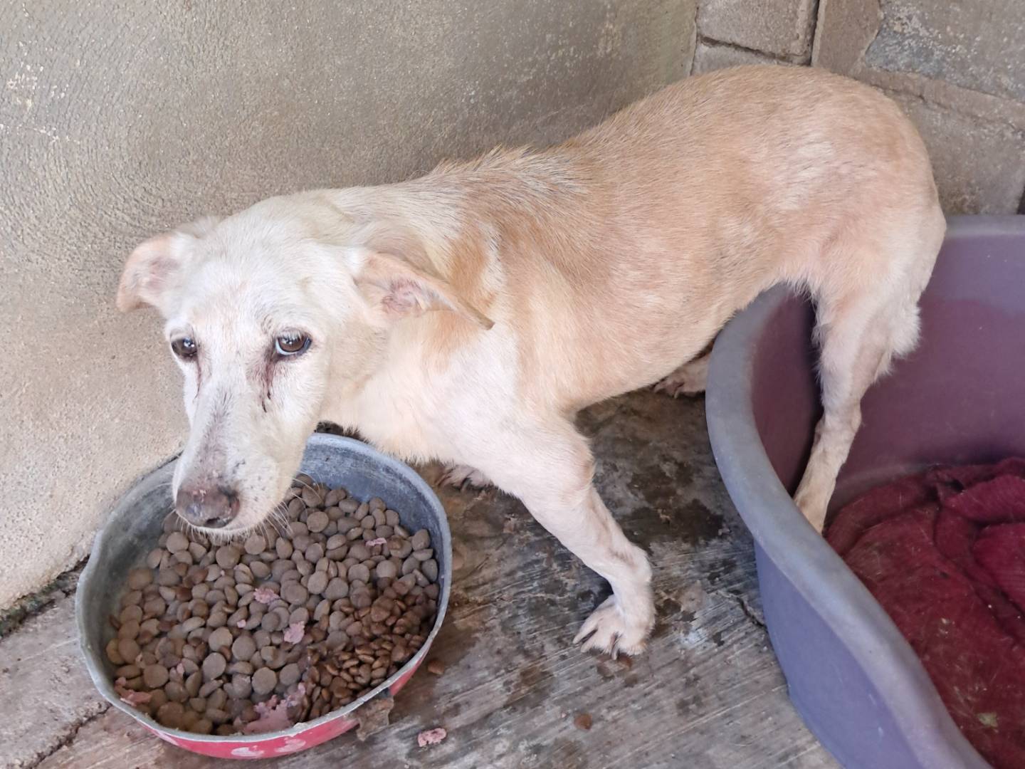 Adotta un cane, taglia media contenuta, femmina, Caserta
