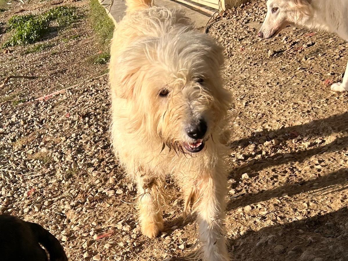 Adotta un cane, femmina, 3 anni  e 4 mesi , Teramo