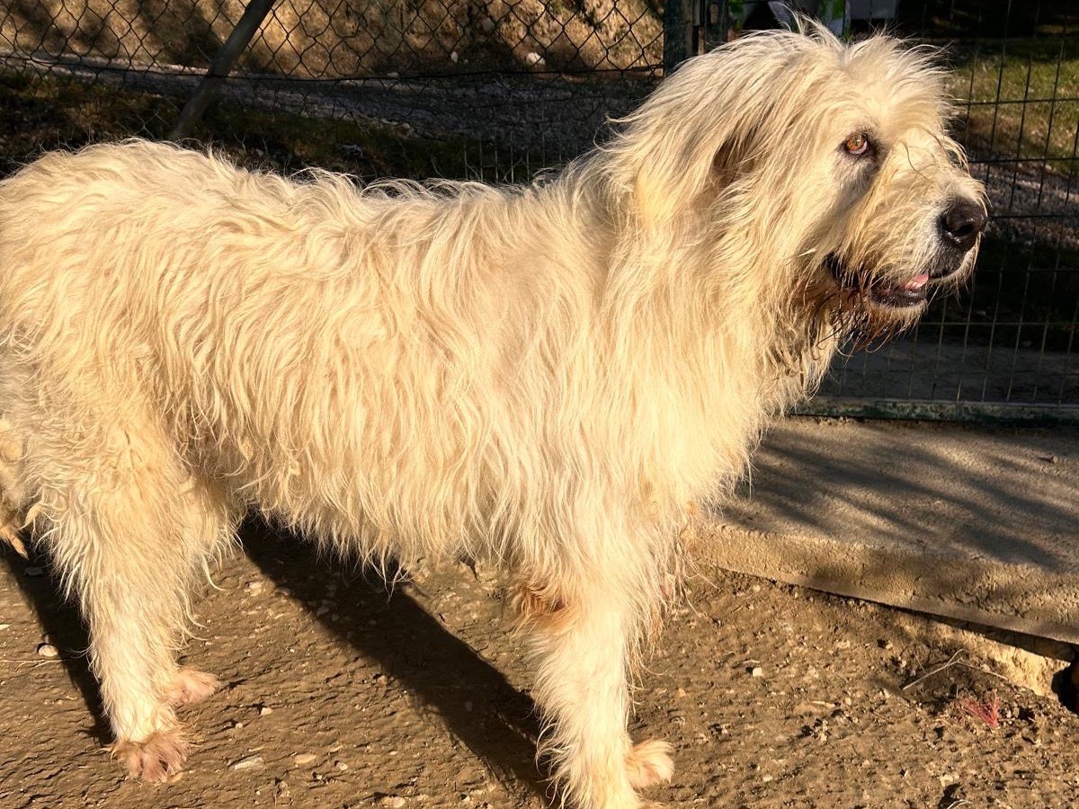 Adotta un cane, taglia gigante, femmina, Teramo
