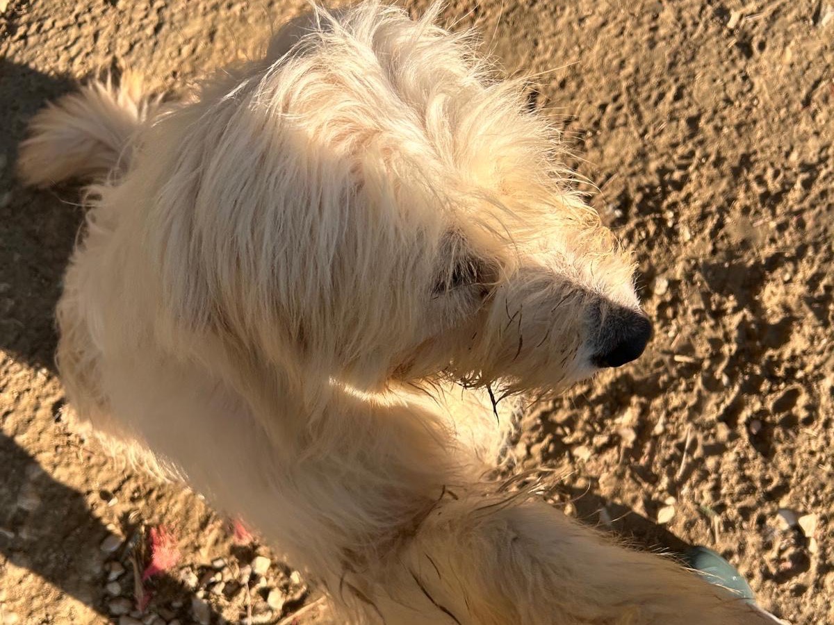 Vuoi adottare un cane a Teramo?