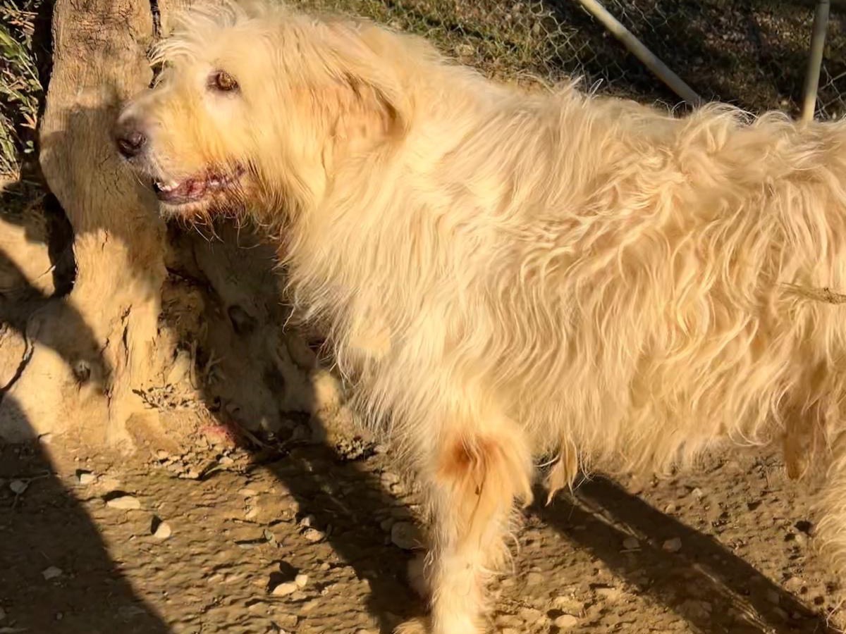 Adotta il cane Camilla  a Teramo
