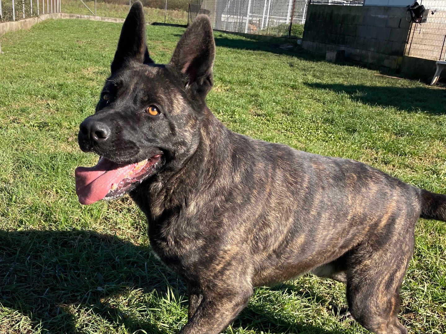 Adotta un cane, maschio, 3 anni  e 3 mesi , Frosinone