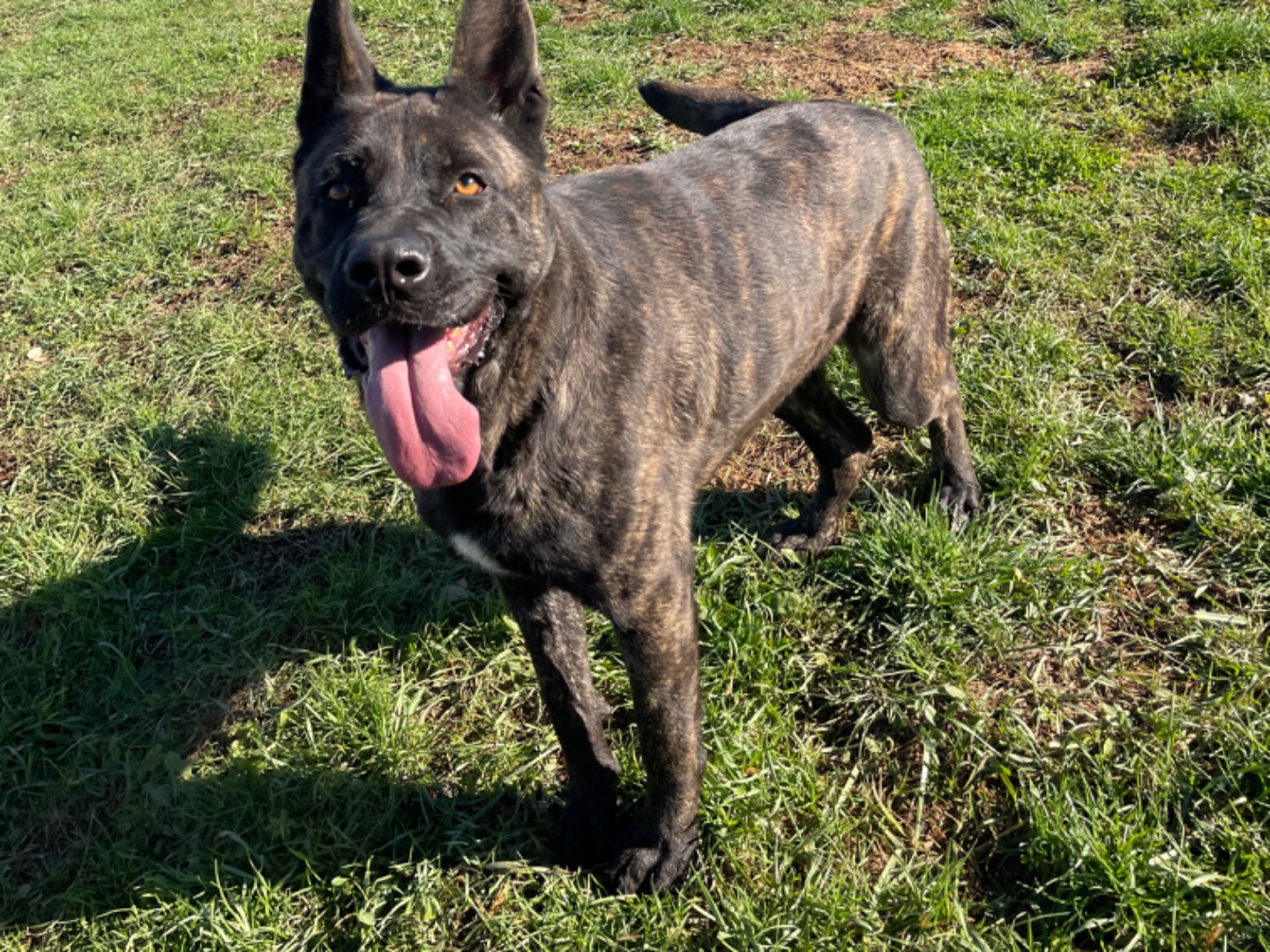 Adotta un cane, taglia gigante, maschio, Frosinone