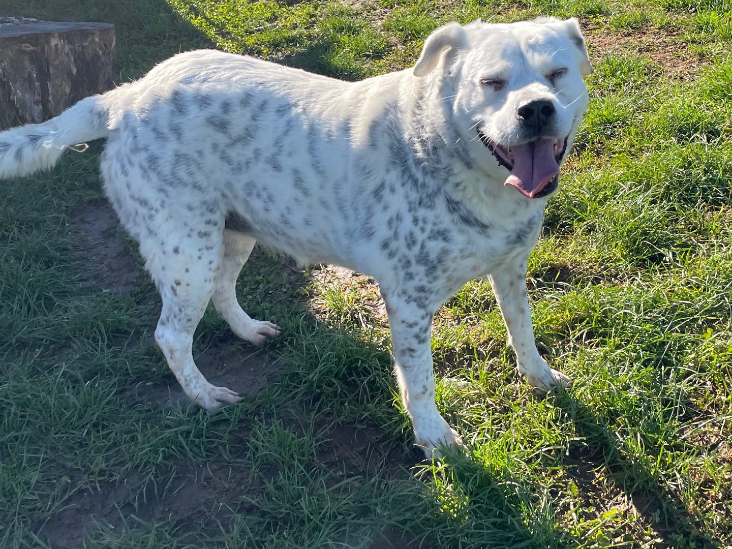 Adotta un cane, taglia gigante, femmina, Frosinone