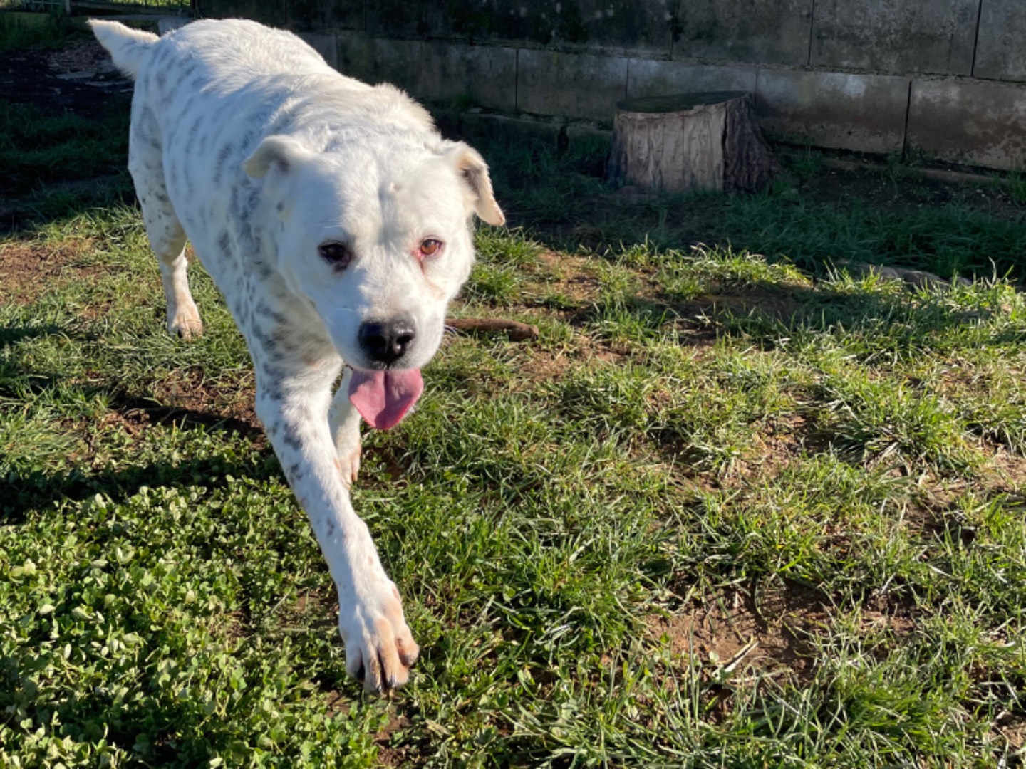 Adotta il cane Amelie a Frosinone