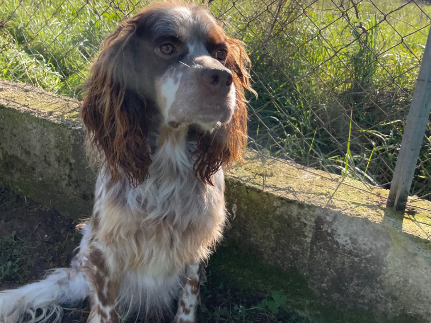 Adotta un cane, taglia media contenuta, maschio, Frosinone