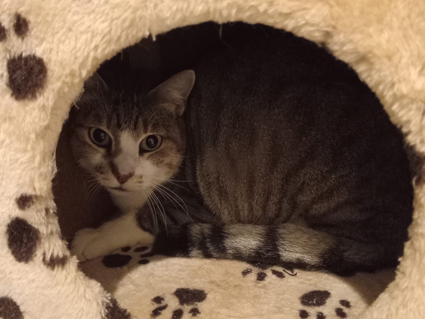 Adotta un gatto, femmina, 4 anni  e 10 mesi , Milano