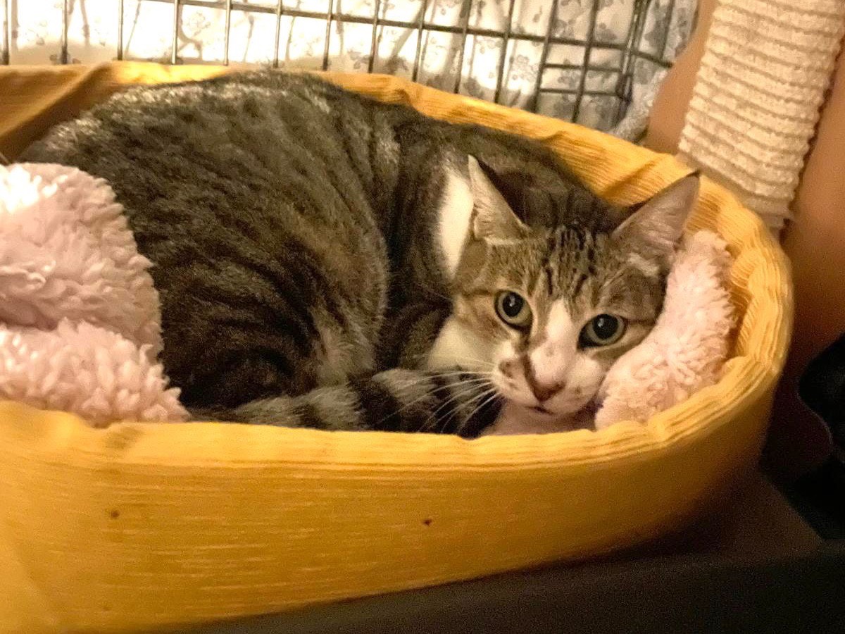 Adotta il gatto Layla a Milano