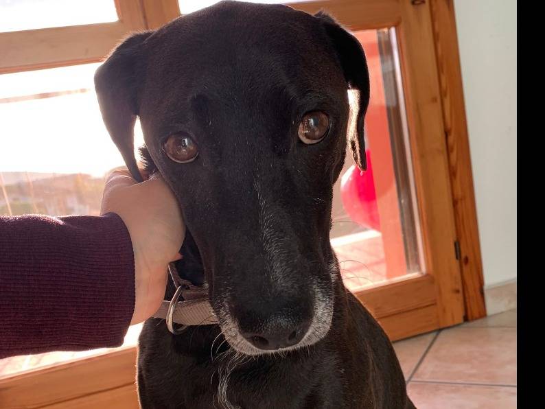 Adozione cane, maschio, Razza sconosciuta Razza sconosciuta, 8 anni  e 11 mesi , taglia media, Perugia