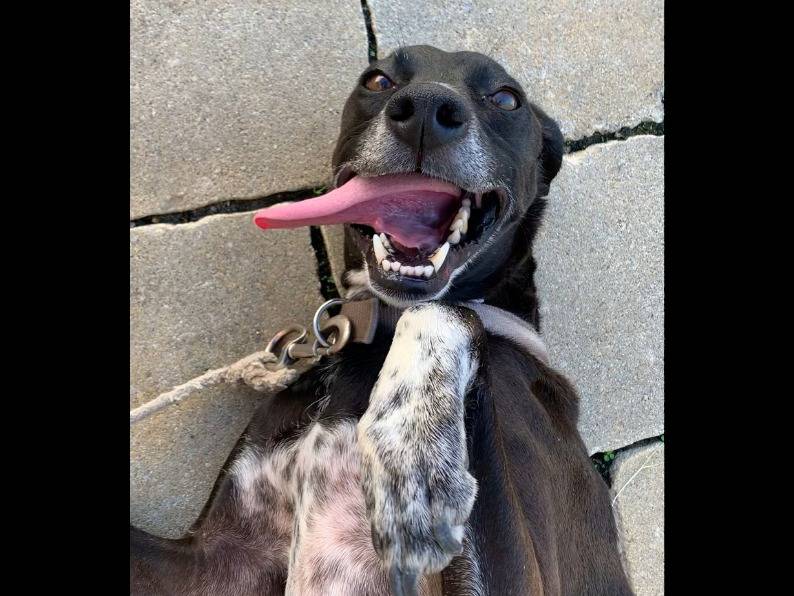Adotta un cane, maschio, 8 anni  e 11 mesi , Perugia